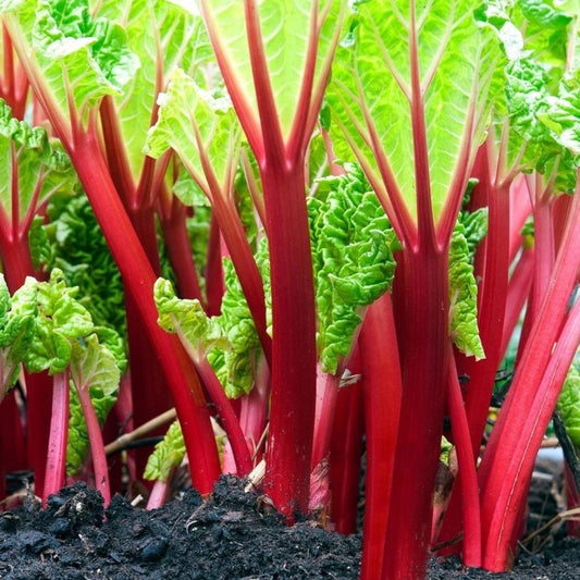 100 Swiss Chard Rhubarb Seeds | Non-GMO | Organic Vegetable Garden