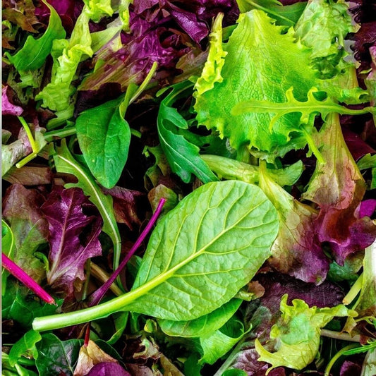 1000 Lettuce Seeds | Non-GMO Heirloom Vegetable Garden
