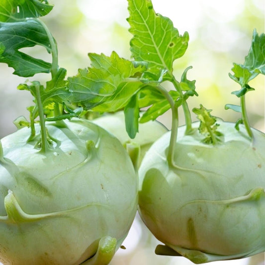1200 Giant White Kohlrabi Seeds | Non-GMO Vegetable Garden Seeds