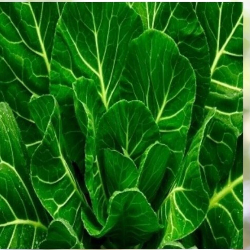 800 Morris Heading Collard Seeds | Non-GMO Heirloom Vegetable