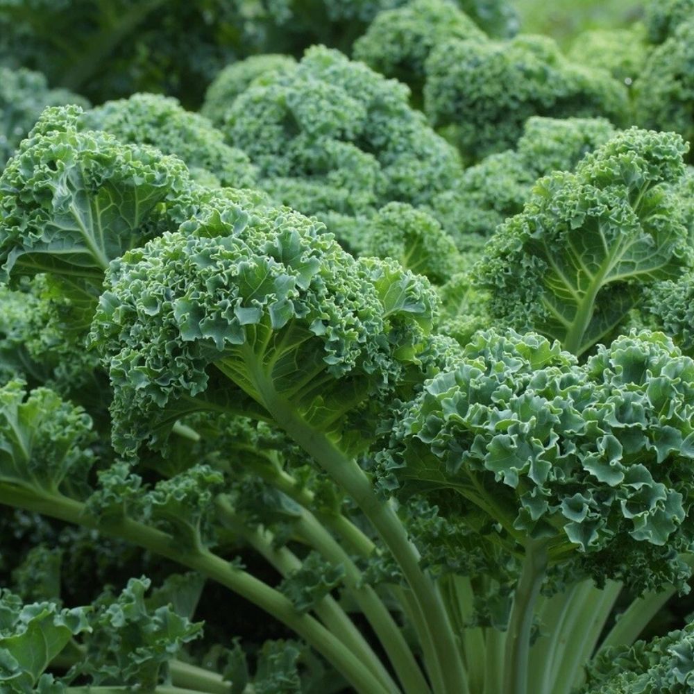 800 Dwarf Blue Curled Scotch Kale Seeds | Non-GMO