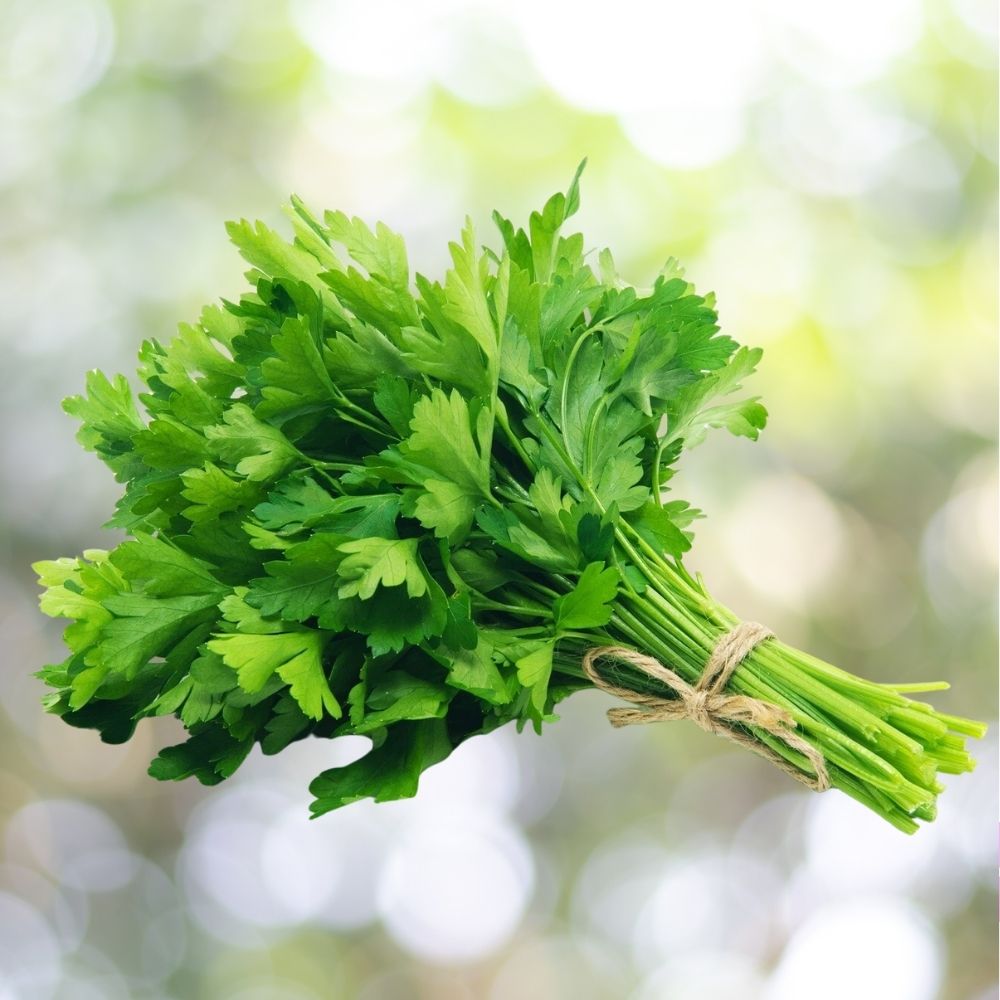 2000 Evergreen Parsley Seeds | Non-GMO Herb Garden