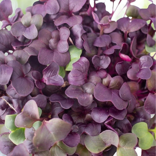 200 Purple Radish Microgreen Seeds | Non-GMO Sprouting Seeds