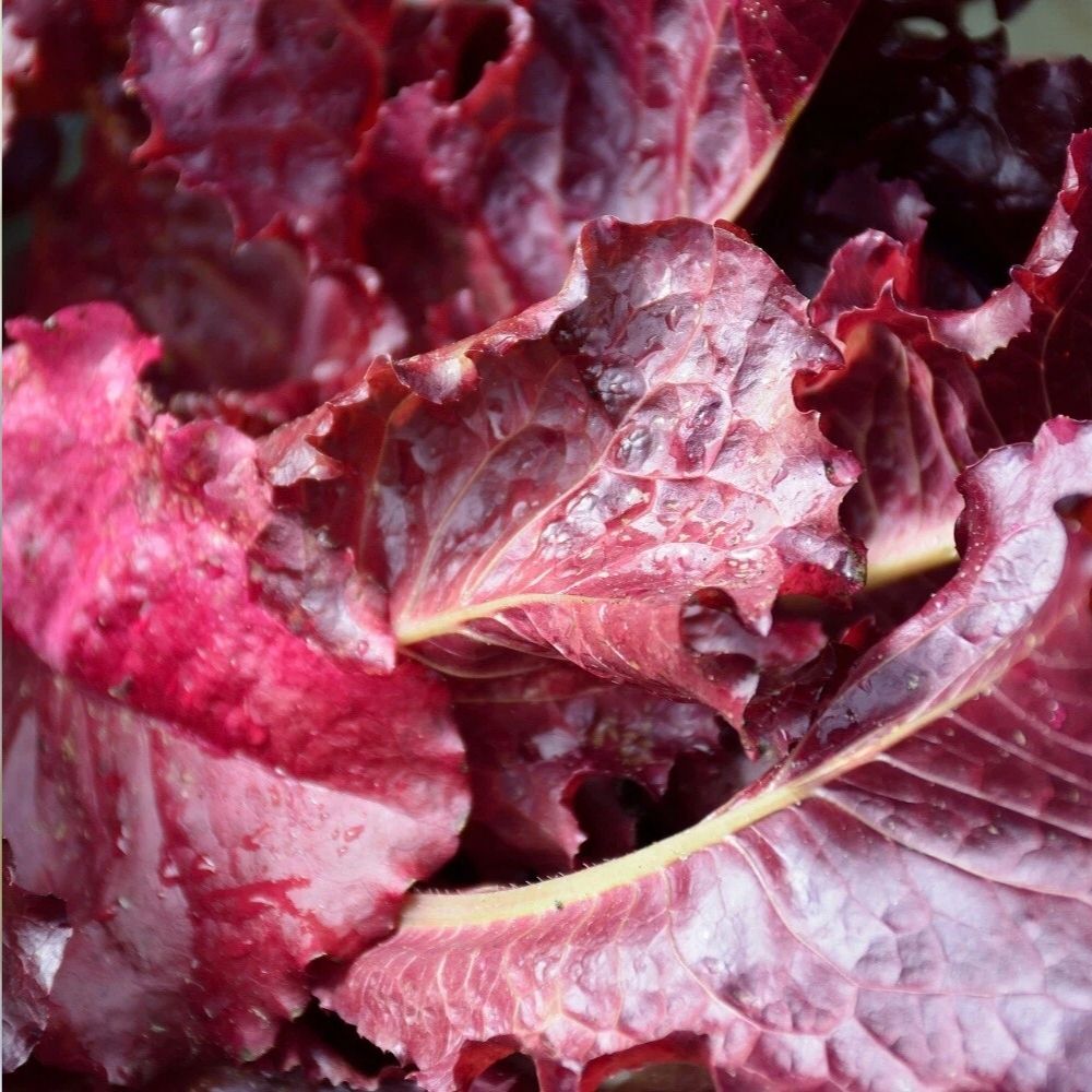 2000 Red Leaf Lettuce Seeds | Non-GMO