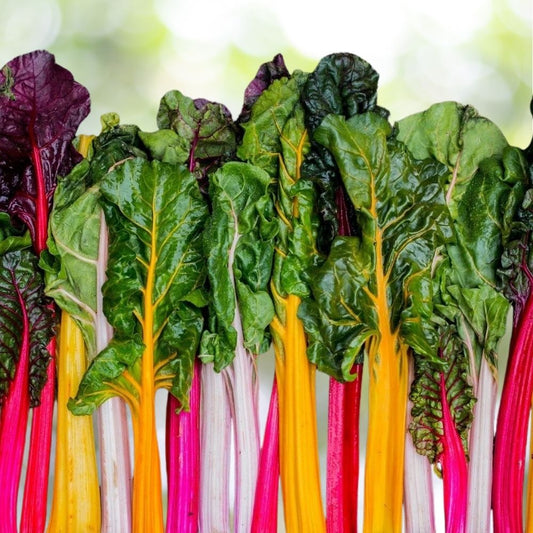 100 Rainbow Swiss Chard Seeds | Non-GMO Vegetable Garden