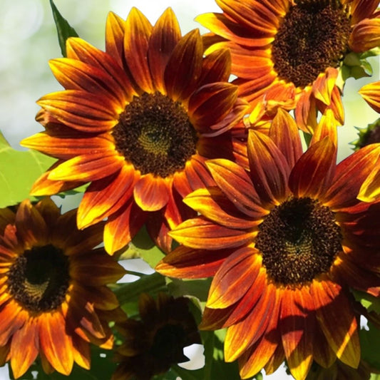 100 Earthwalker Sunflower Seeds | Non GMO