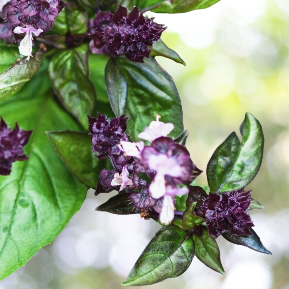 3000 Basil Seeds Cinnamon Heirloom Non GMO