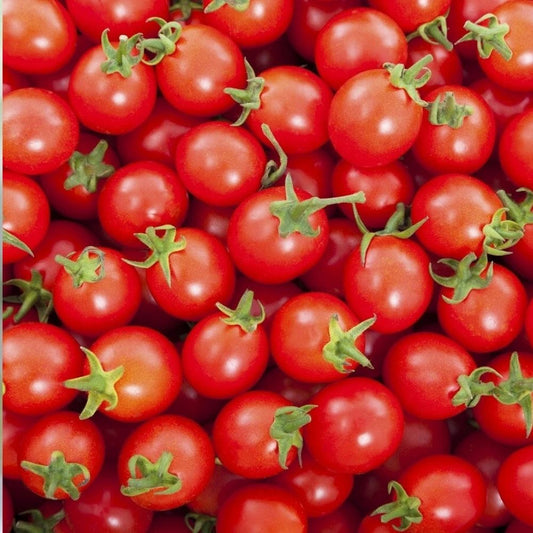 1000 Rio Fuego Tomato Seeds - Non-GMO Vegetable Garden Seed