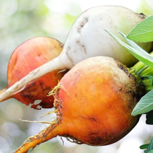 200 Rainbow Blend Beet Seeds | Non-GMO Heirloom Vegetable Garden