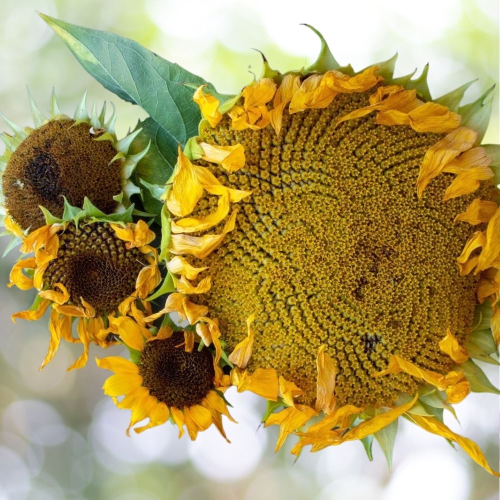 60 Mammoth Sunflower Seeds Non-GMO Giant Heirloom Flower Seeds