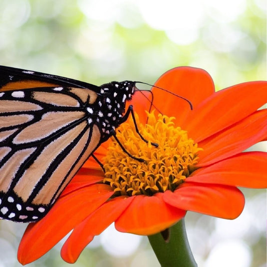 200 Mexican Torch Sunflower Seeds, Tithonia rotundifolia, Bright Orange Blooms, Pollinator Friendly