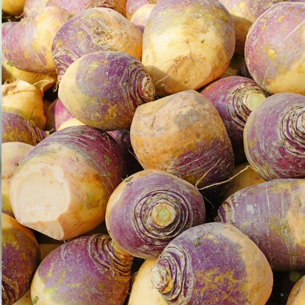 800 American Purple Top Rutabaga Seeds | Non-GMO
