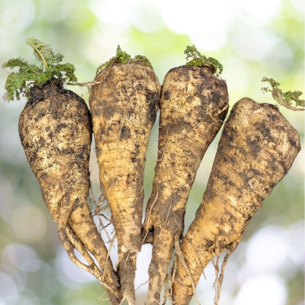 400 Hollow Crown Parsnip Seeds | Non-GMO