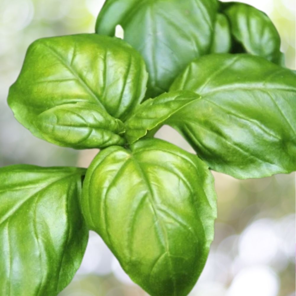 3000 Italian Large Leaf Basil Herb Seeds | Non-GMO