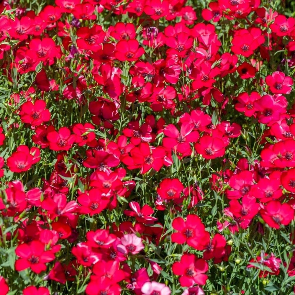 2000 Scarlet Flax Seeds | Non-GMO | Red Wildflower Seeds for Gardening