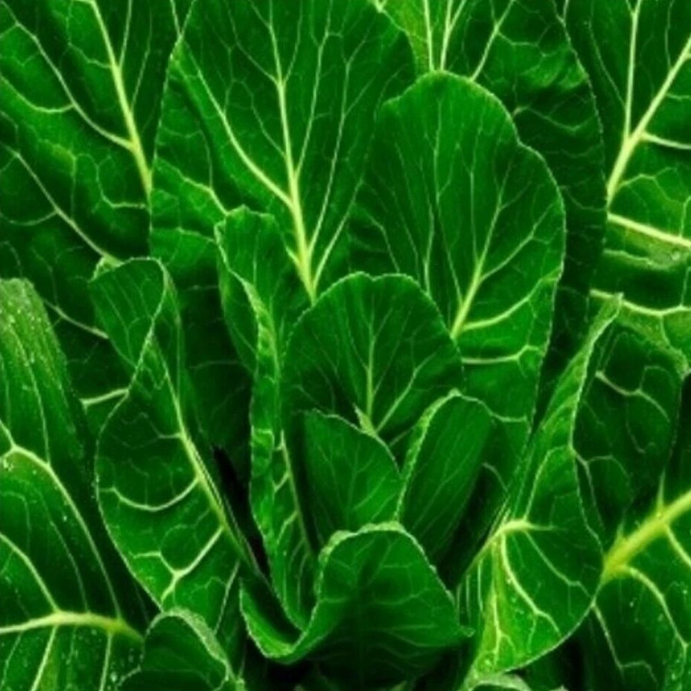 800 Morris Heading Collard Seeds | Non-GMO Heirloom Vegetable Garden