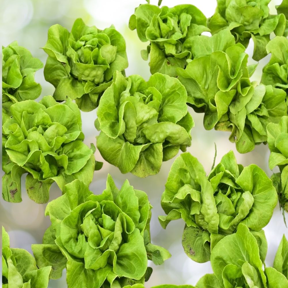 2000 Lettuce Seeds | Non-GMO | Heirloom | Crisp Green Leaf Vegetable for Garden