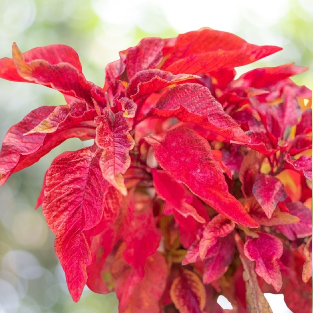 3000 Red Garnet Amaranth Seeds | Non-GMO Heirloom | Edible Microgreens