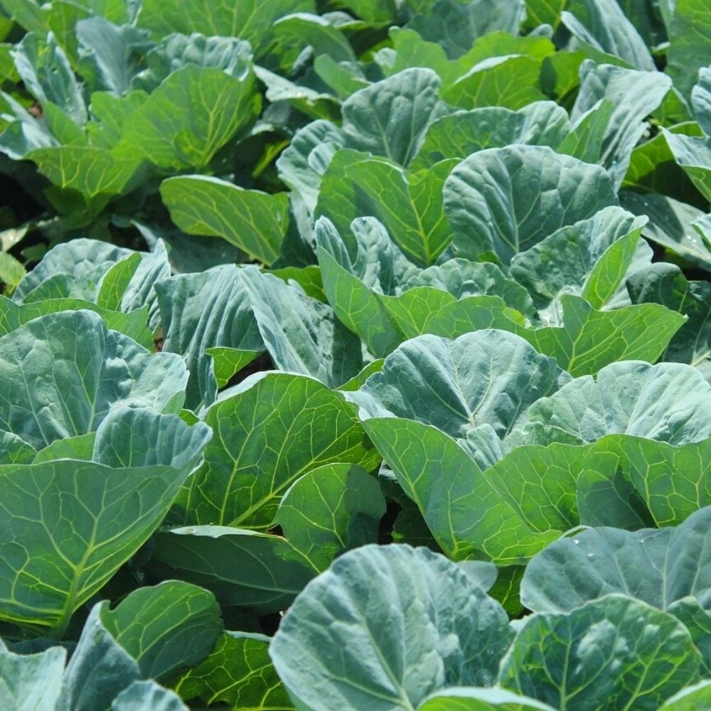 800 Georgia Southern Collard Seeds | Non-GMO