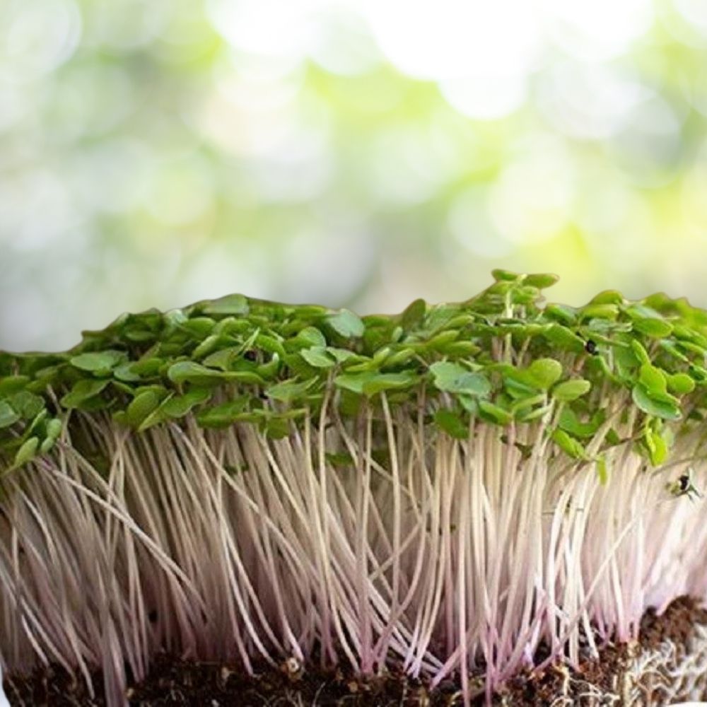 800 Red Russian Kale MICROGREEN Seeds | Non-GMO