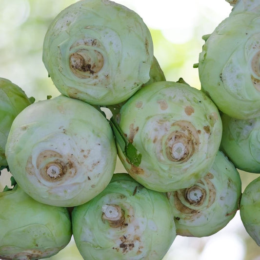 1200 Superschmelz Giant White Kohlrabi Seeds | Non-GMO Heirloom Vegetable Garden