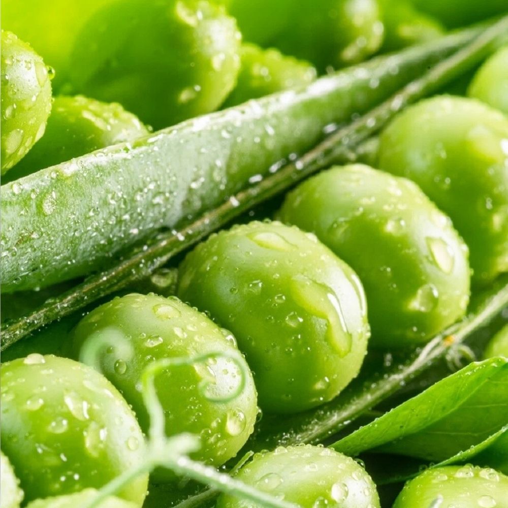 30 Mammoth Sugar Snow Pea Seeds - Non-GMO Garden Vegetable