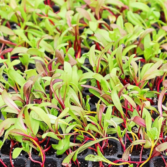 100 Rainbow Swiss Chard MICROGREEN Seeds | Non-GMO | Vegetable Garden