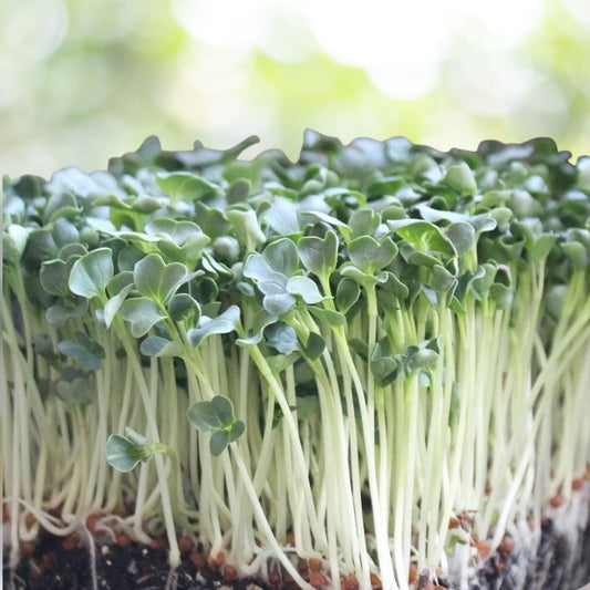 200 Organic Daikon Radish MICROGREEN Seeds | Non-GMO, Heirloom, Sprouting