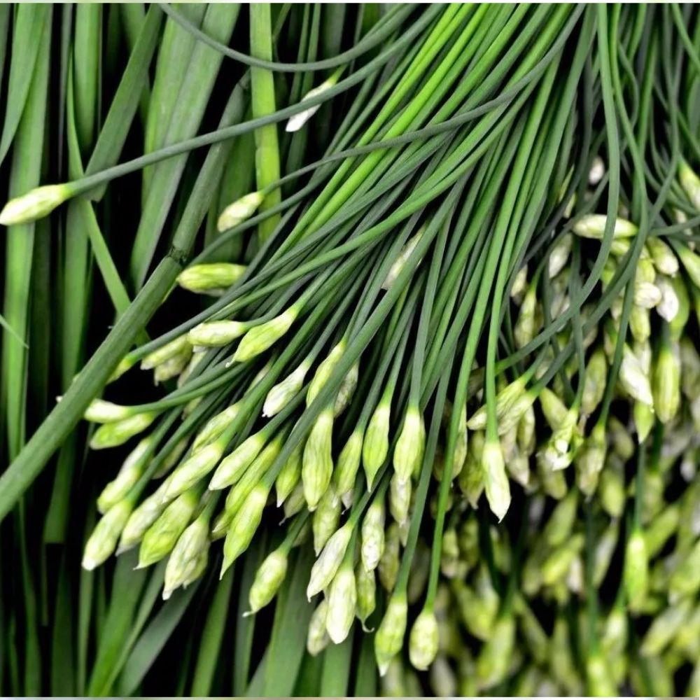 Garlic Chive Seeds Allium Tuberosum Heirloom NON-GMO Herb 1oz Fast Shipping
