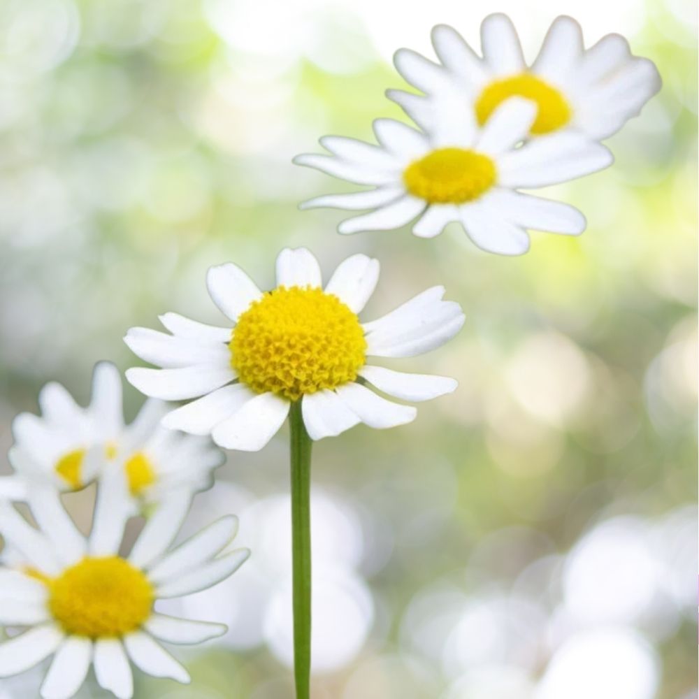 German Chamomile Seeds 1/4 oz, 50K Seeds NON-GMO Herbal Tea Plant Fast Shipping