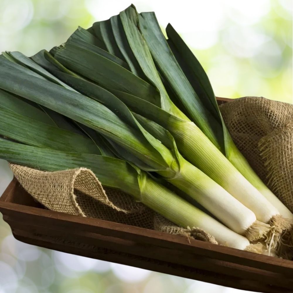 2000 Giant Musselburgh Leek Seeds, Heirloom Scotch Giant, NON-GMO Fast Shipping