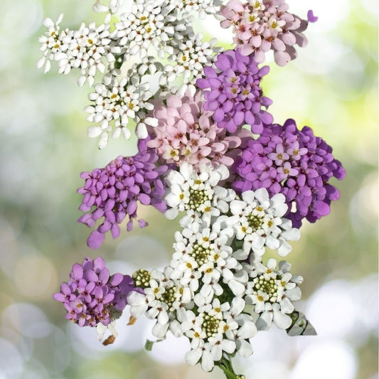 6000 Globe Candytuft Seeds Iberis umbellata Colorful Blooms Fast Shipping