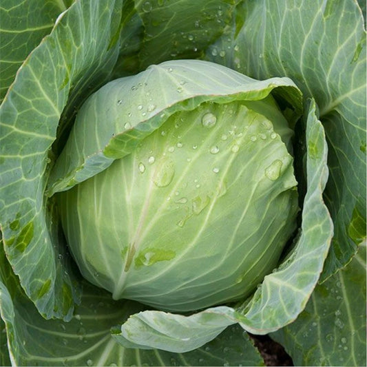 250 Cabbage Golden Acre Vegetable Seeds