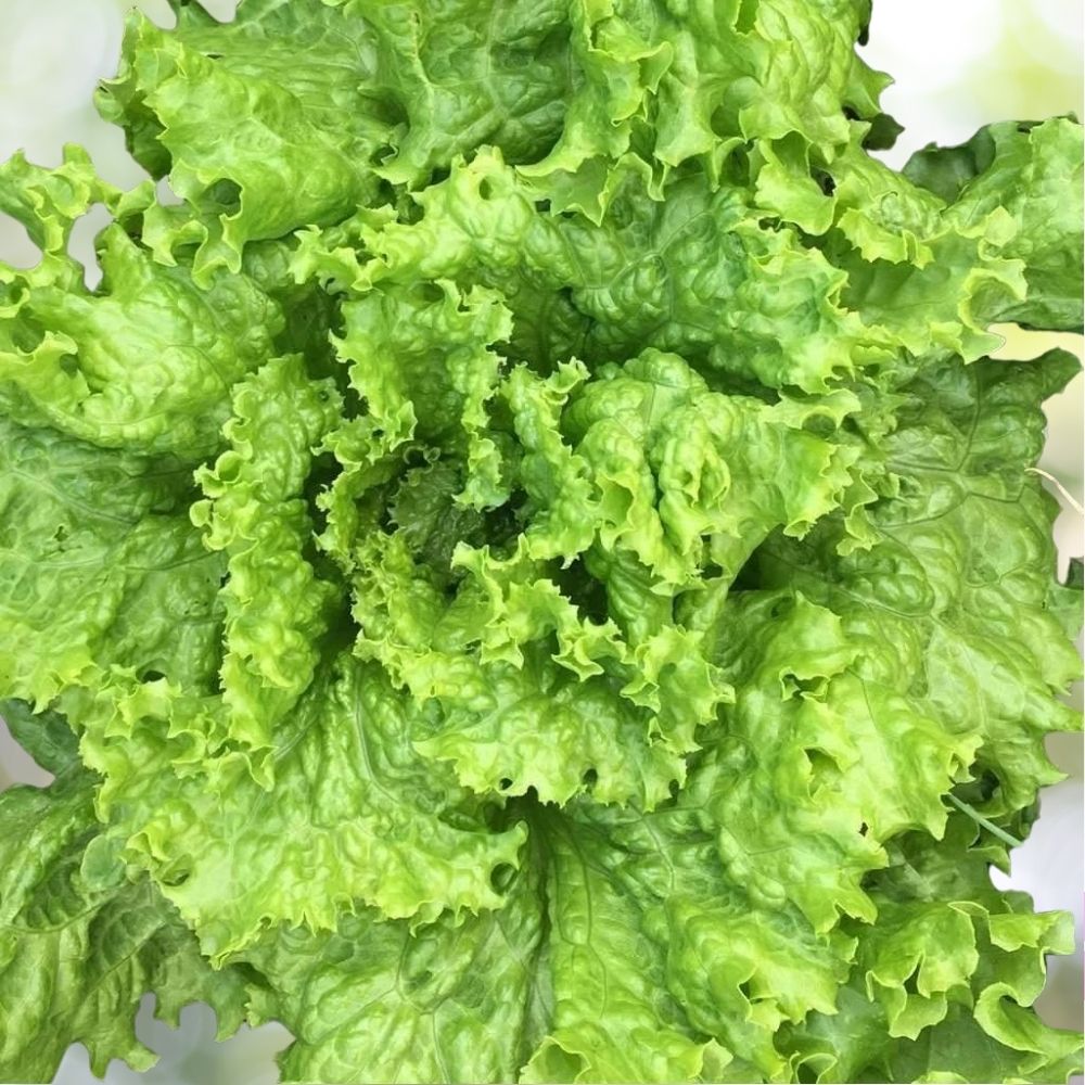 Grand Rapids Leaf Lettuce Seeds - Heirloom, Non-GMO Salad Greens - Fast Shipping