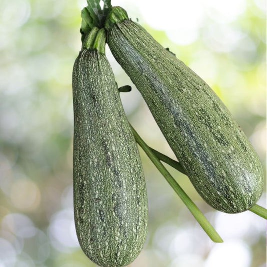 115 Grey Zucchini Summer Squash Seeds, Mexican Grey Lebanese Squash Fast Shipping