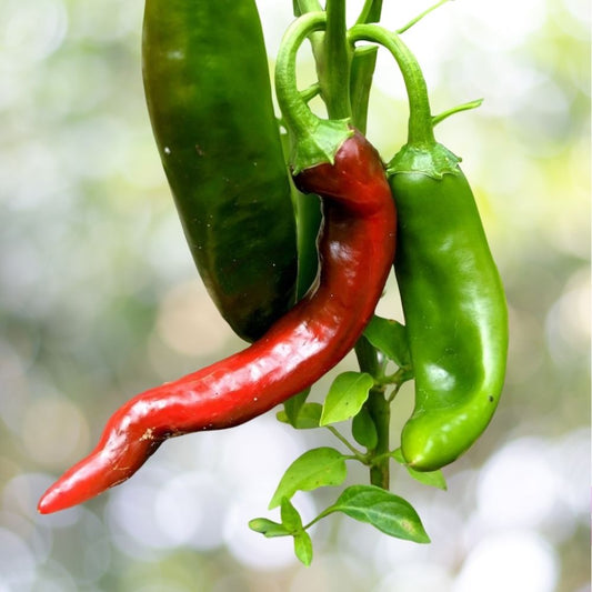 1000 Guajillo Chili Pepper Seeds NON-GMO Mexican Cuisine Fast Shipping
