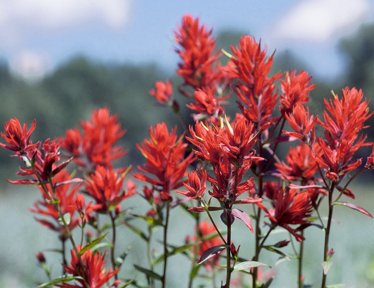 Castilleja Linariifolia Seeds (50) Wyoming Indian Paintbrush – Native Wildflower, Red Blooms, Pollinator Plant