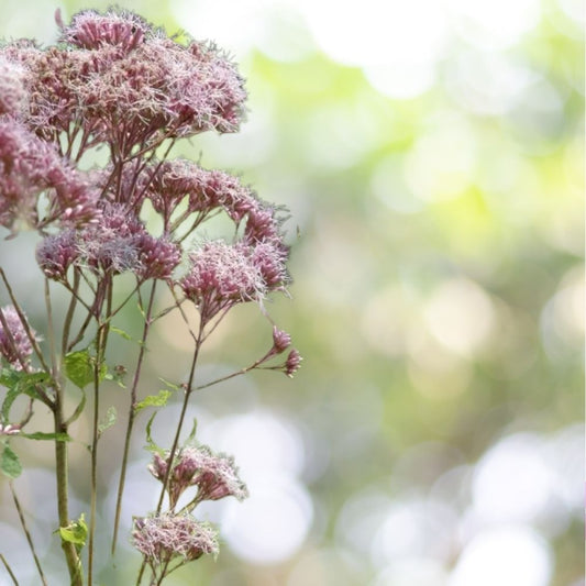 6000 Joe Pye Weed Seeds 2g - Butterfly Hummingbird Garden Fast Shipping