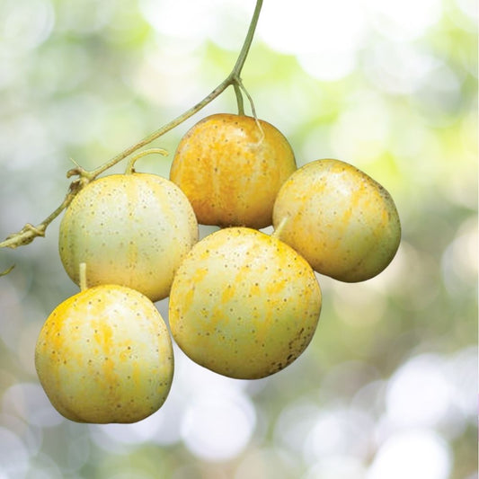 500 Lemon Cucumber Seeds, Budamkaya Burpless Non-GMO Heirloom Fast Shipping