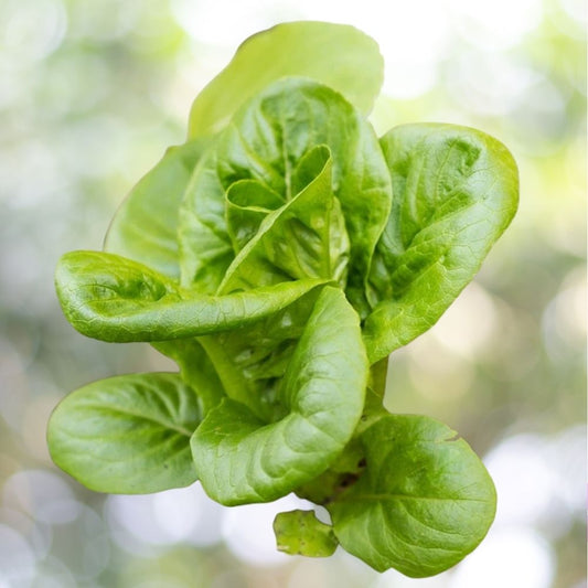 Little Gem Butterhead Lettuce Seeds 10000 Seeds NON-GMO Fast Shipping