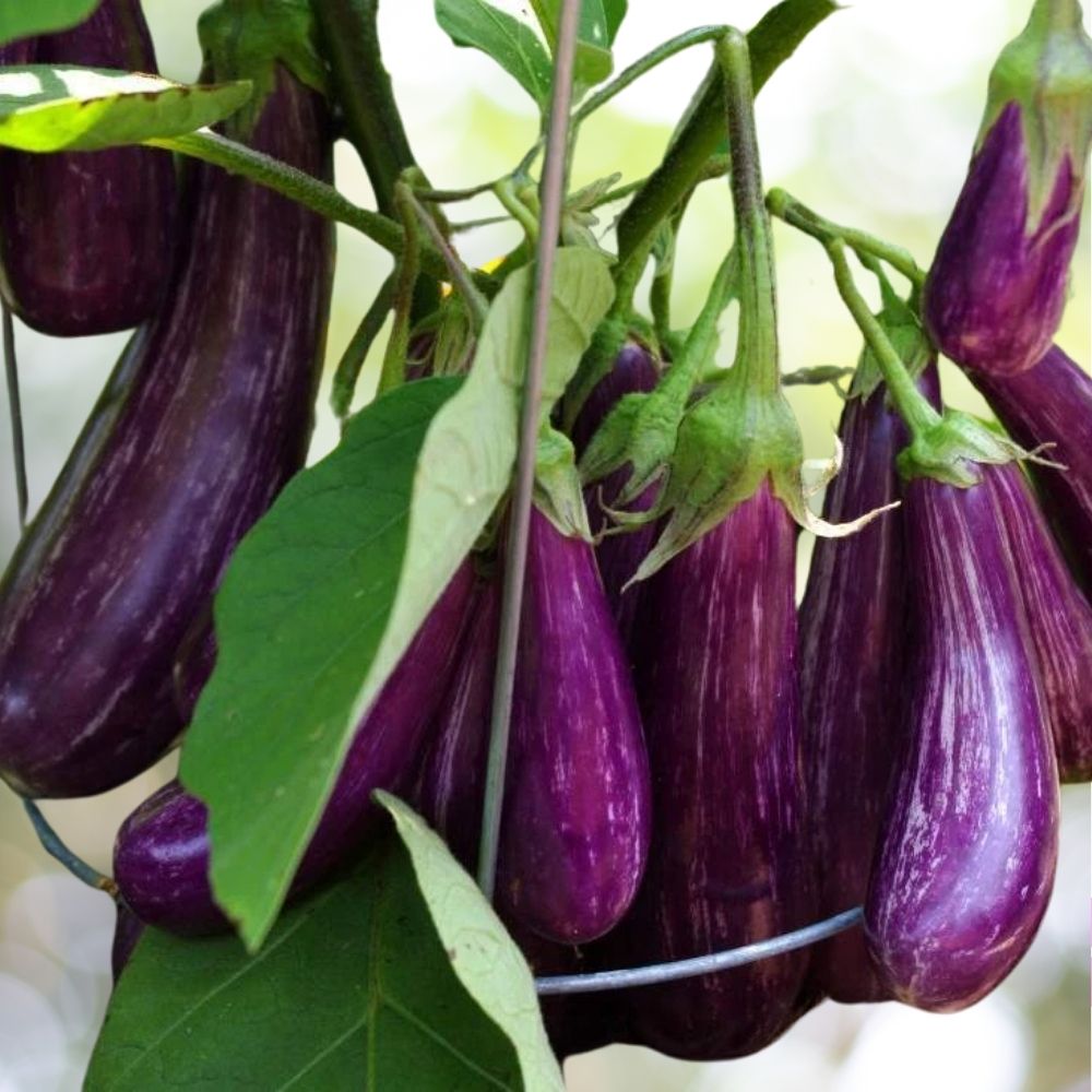 4000 Long Purple Italian Eggplant Seeds, Fingerling, NON-GMO, Fast Shipping