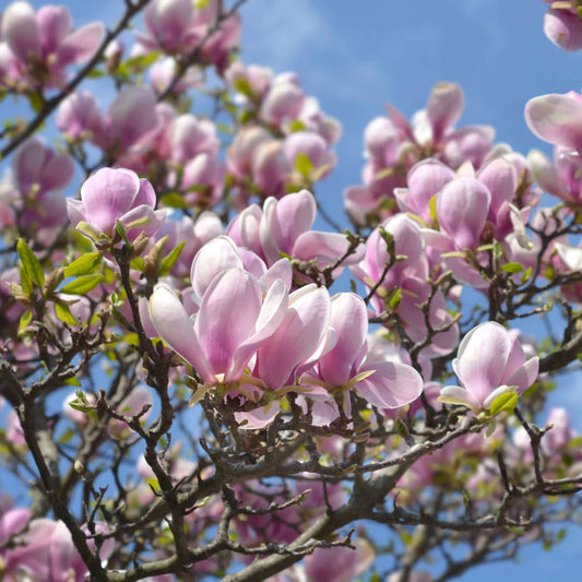 10 Pink Saucer Magnolia Cuttings – Unrooted Starts, Magnolia × soulangeana, Fragrant Spring Blooms, Propagation Wood