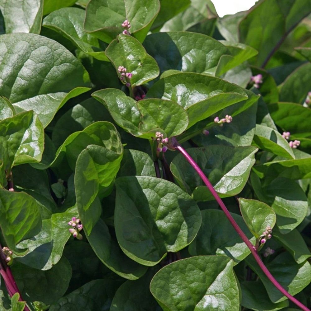 200 Malabar Red Stem Spinach Seeds, Red Vine Spinach, Ceylon, NON-GMO Fast Shipping
