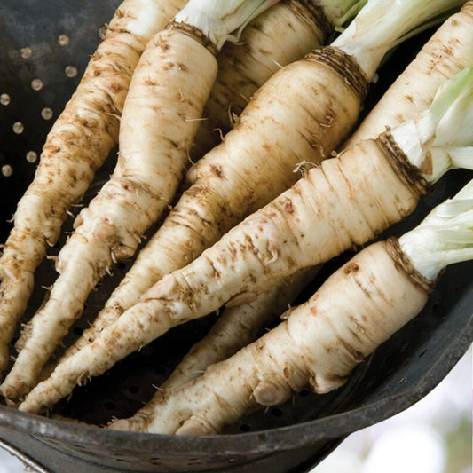 Mammoth Sandwich Island Salsify Seeds, NON-GMO, 1300 Seeds Fast Shipping