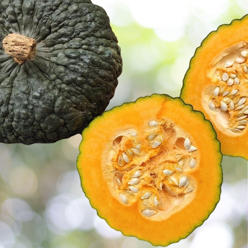 25 Seeds Marina De Chioggia Winter Squash, Zucca Barucca Heirloom NON-GMO Fast Shipping