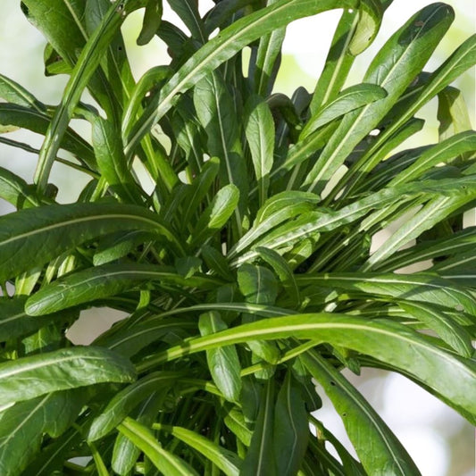 4500 Mibuna Chinese Cabbage Seeds, NON-GMO, Chinese Broccoli, Fast Shipping