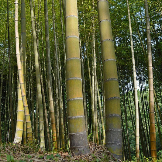 2 Spring SA / Mosso Bamboo Root (Phyllostachys edulis) – Giant Timber Bamboo, Fast Growing, Cold Hardy, Clumping