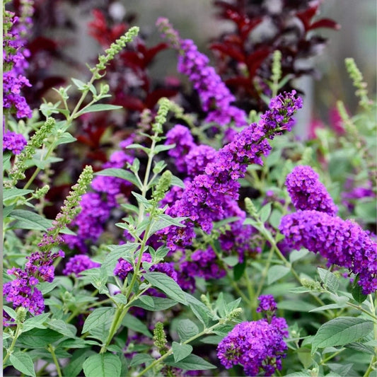 50 Purple Butterfly Bush Buddleia Davidii Seeds, Pollinator Friendly, Fast Shipping