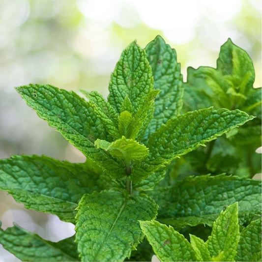 10K Peppermint Seeds 1g NON-GMO Aromatic Perennial Herb Fast Shipping