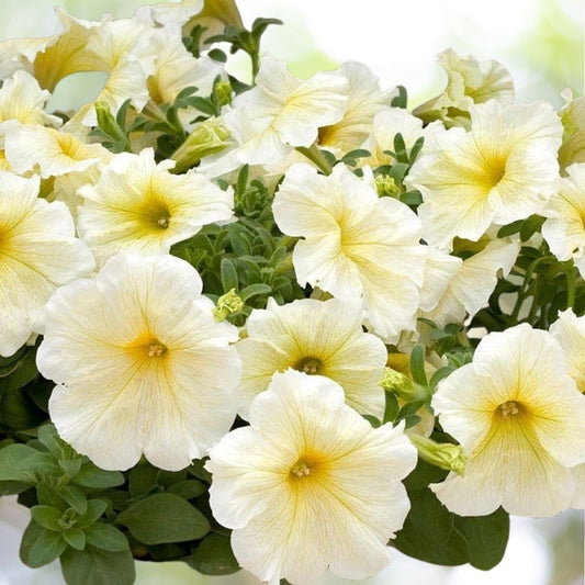 Petunia Prism Sunshine Pelleted Seeds - 100 Seeds Attracts Butterflies Fast Shipping